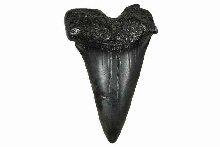 Fossil Broad-Toothed Mako Tooth - South Carolina #374770